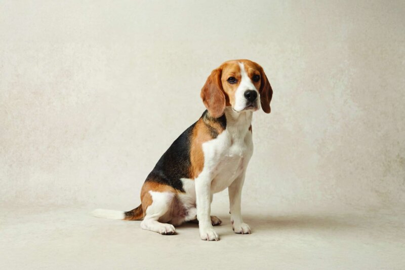 Beagle Pet Insurance