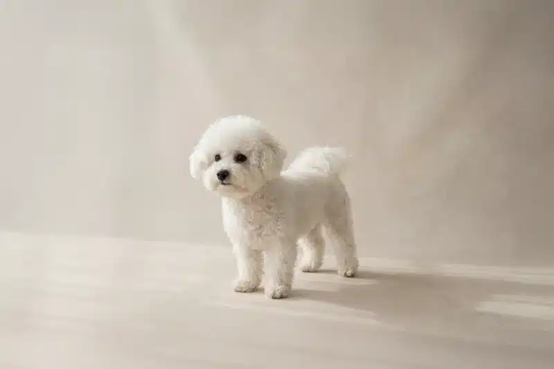Bichon Frise Pet Insurance