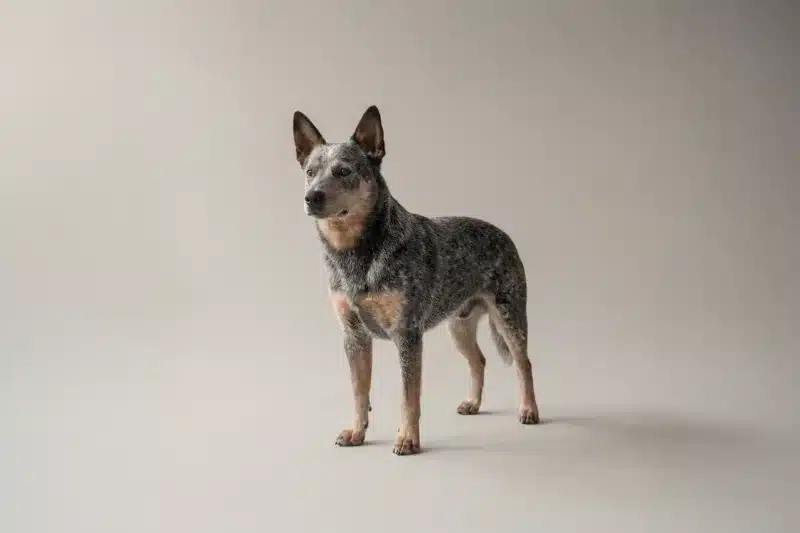 Blue Heeler Pet Insurance