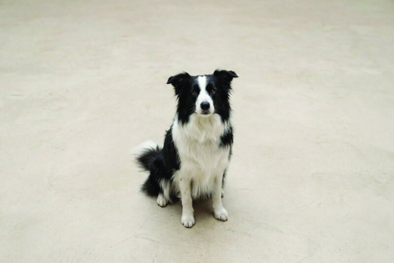 Border Collie Pet Insurance