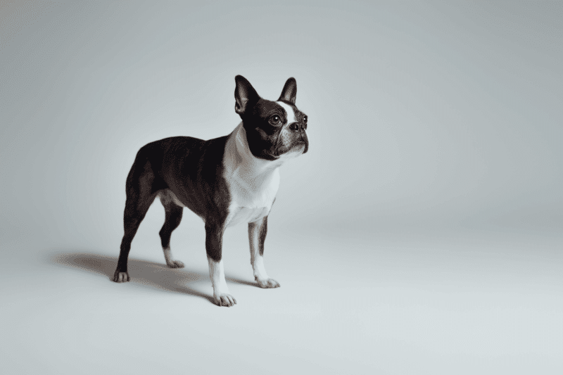 Boston Terrier Pet Insurance