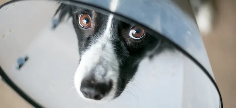 How Much Does a Dog CT Scan Cost?