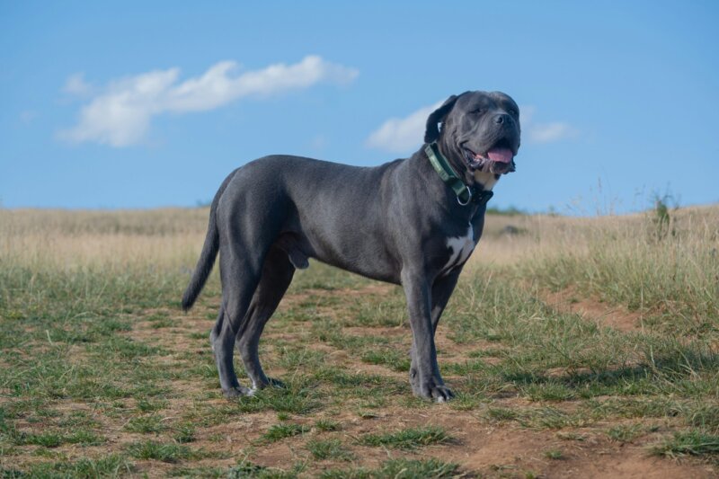 Cane Corso Pet Insurance