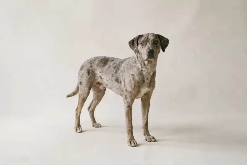 Catahoula Leopard Dog Pet Insurance