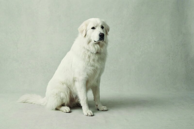 Great Pyrenees Pet Insurance