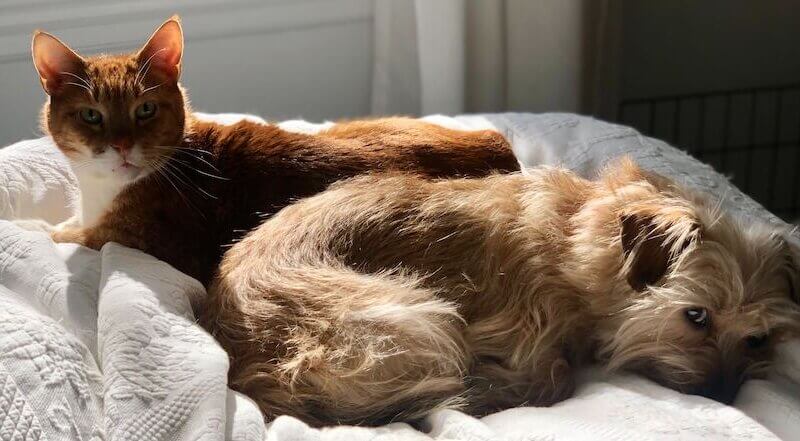 Pet Insurance for Multiple Pets: Costs, Claims & More