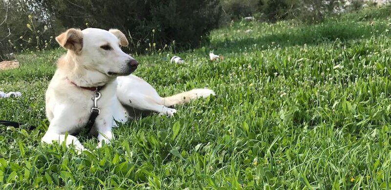 Is Pet Insurance Worth It?