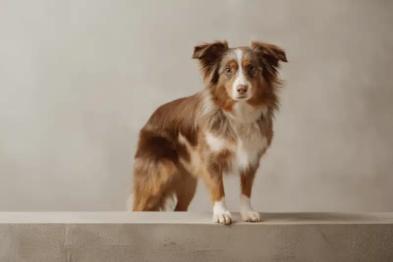 Miniature Australian Shepherd Pet Insurance