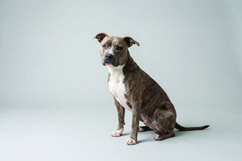 Pit Bull Pet Insurance