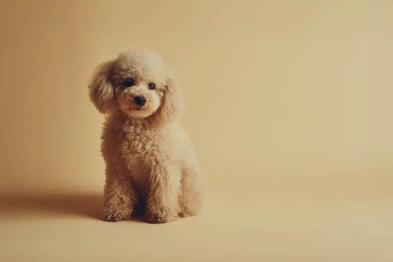 Toy Poodle Pet Insurance