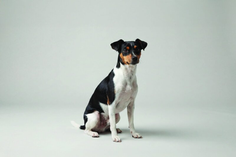 Rat Terrier Pet Insurance