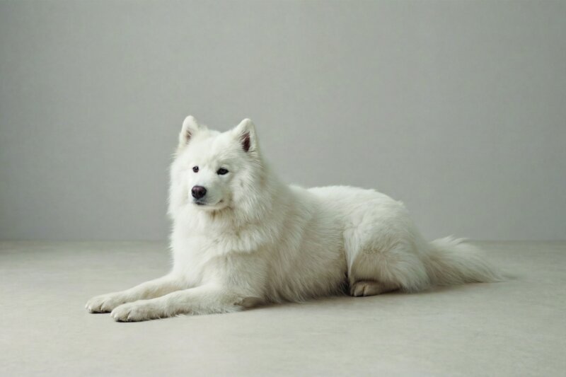 Samoyed Pet Insurance