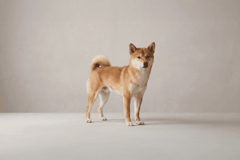 Shiba Inu Pet Insurance