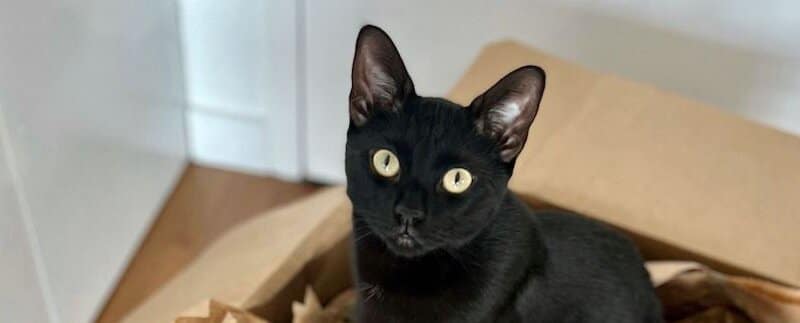 A Practical Guide to Moving With Your Pet