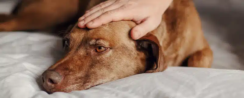 Cancer in Dogs: What You Need to Know 