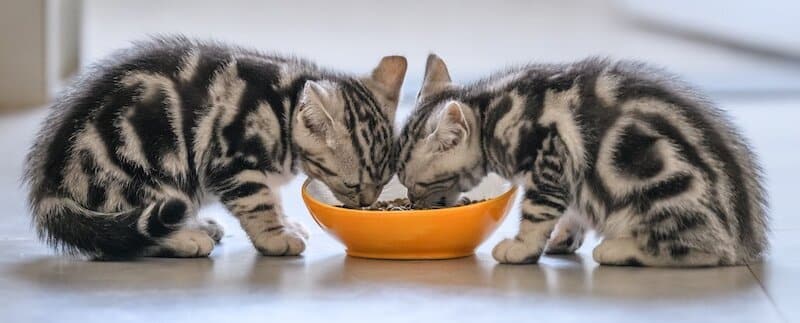 Cat Nutrition 101
