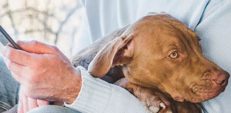 How to File a Pet Insurance Claim