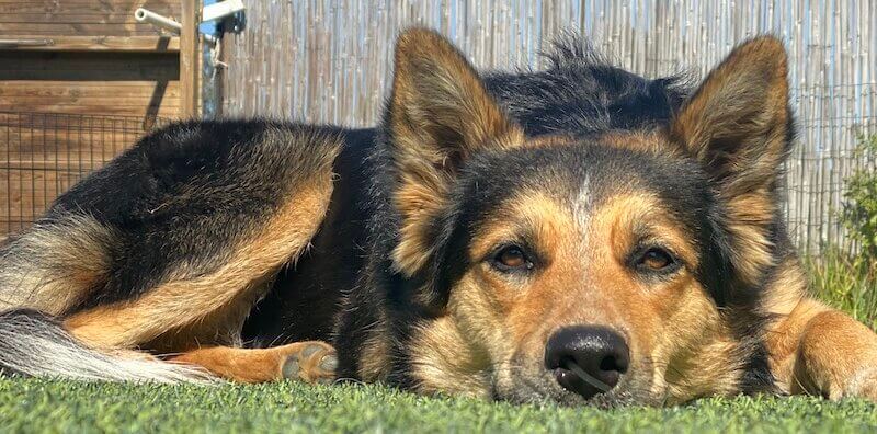 The Best Flea Control For Your Dog