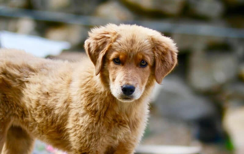 Making Sense of Your Dog’s Poop