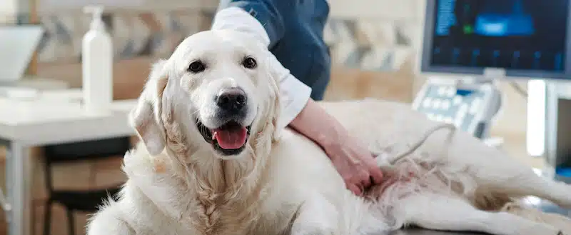 What’s the Average Cost of an Ultrasound for a Dog? 