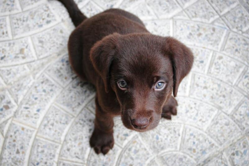 How To Deal With Separation Anxiety in Dogs