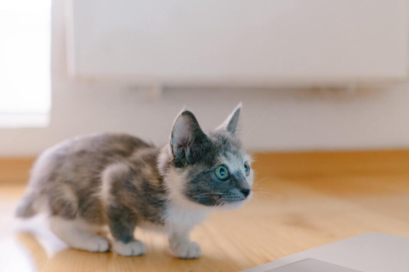 How Much Does it Cost to Spay or Neuter a Cat?