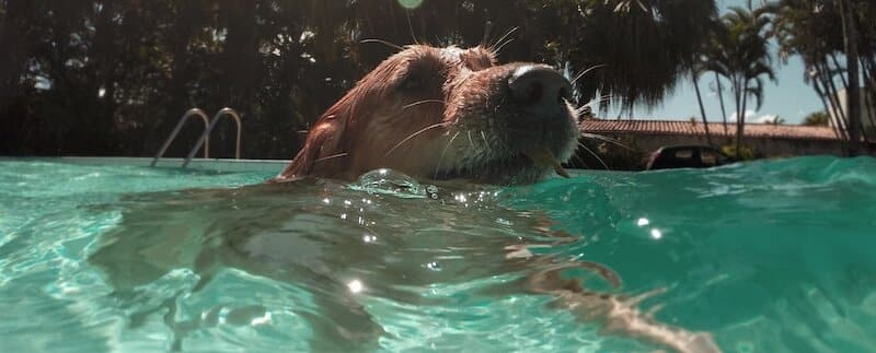 The Ultimate Dog Safety Guide for Summer