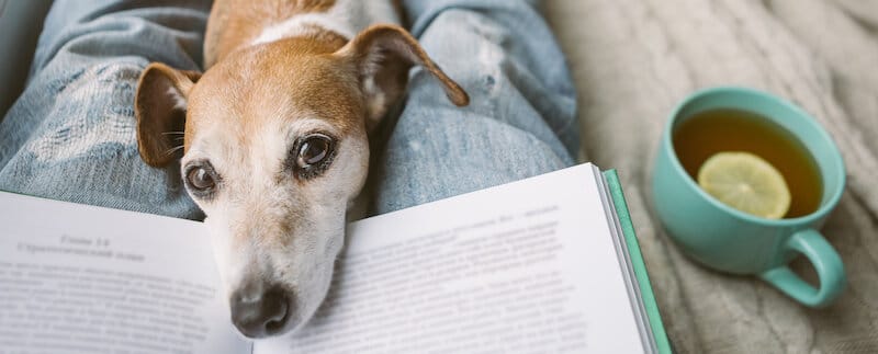 Pet Insurance Terms, Explained