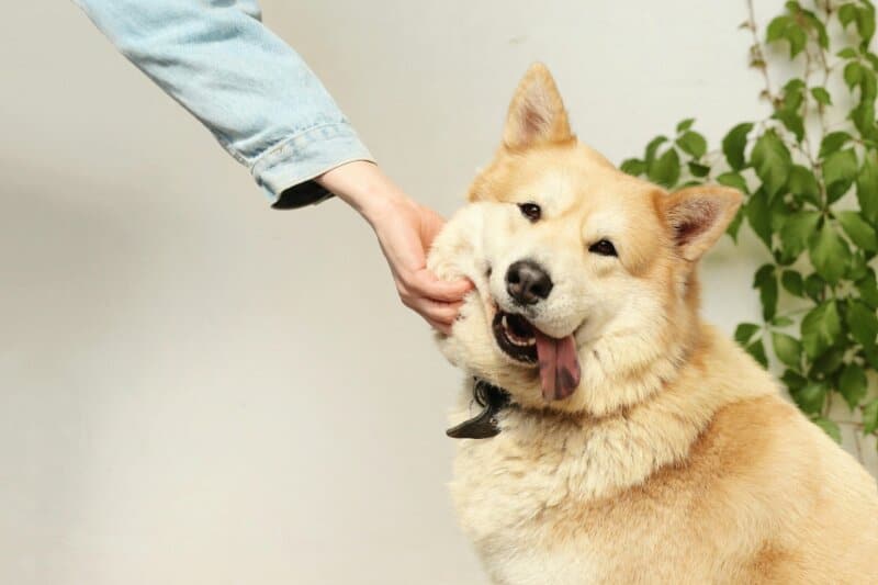 12 Ways to Bond with Your Dog