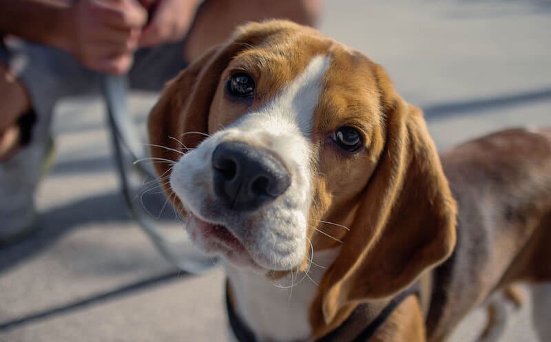 How Much Does It Cost To Own a Dog?