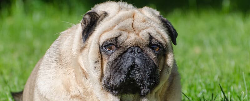 When Pet Obesity Becomes a Health Concern
