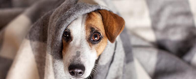 Common Dog Diseases, Explained