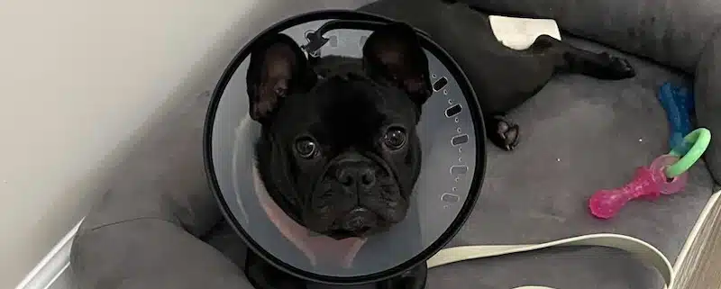 How Much Does a Dog MRI cost?
