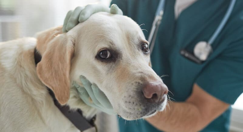How Often Should You Take Your Dog to the Vet?