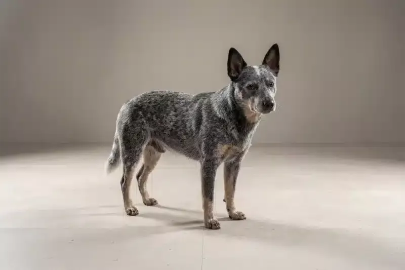 Australian Cattle Dog Pet Insurance