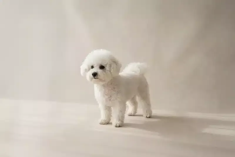 Bichon Frise Pet Insurance