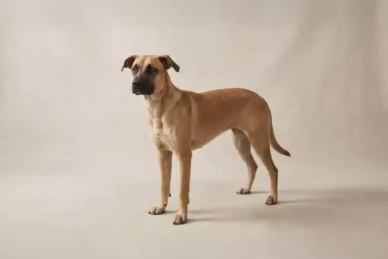 Black Mouth Cur Pet Insurance