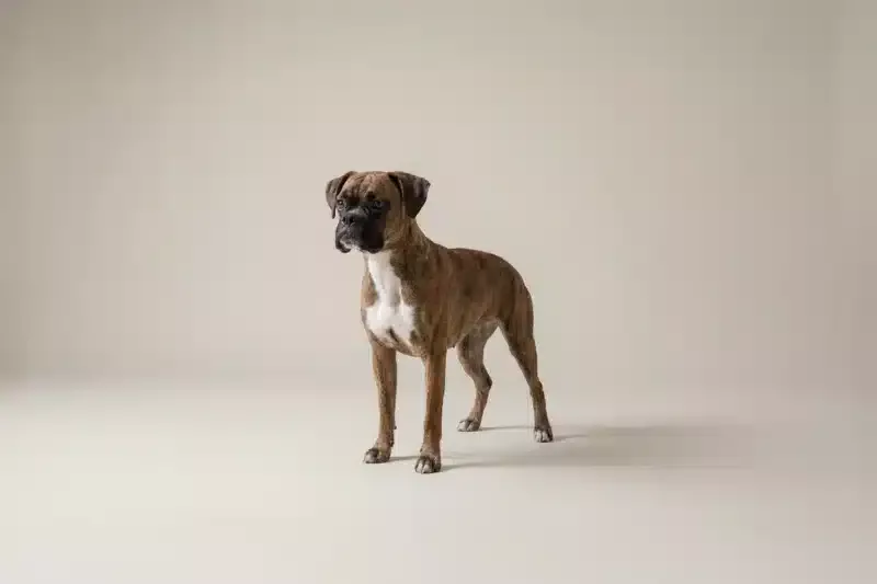 Boxer Pet Insurance