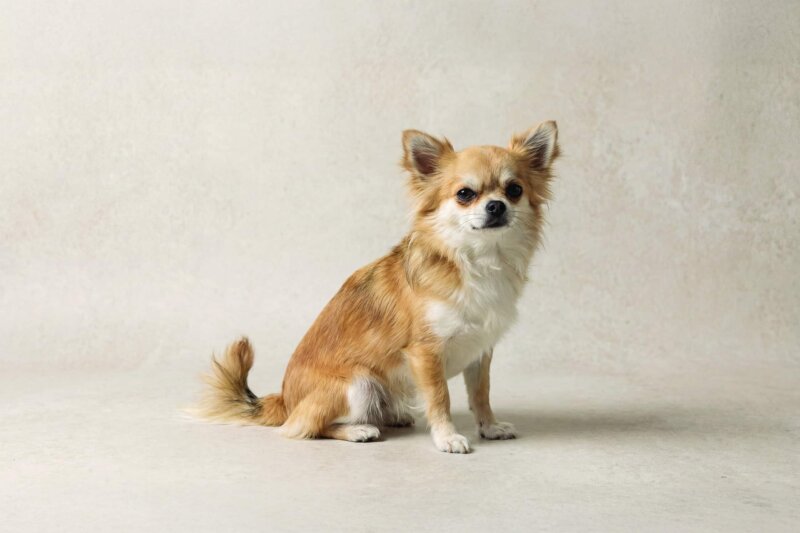 Long Haired Chihuahua Pet Insurance