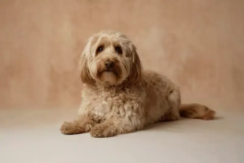 Cockapoo Pet Insurance