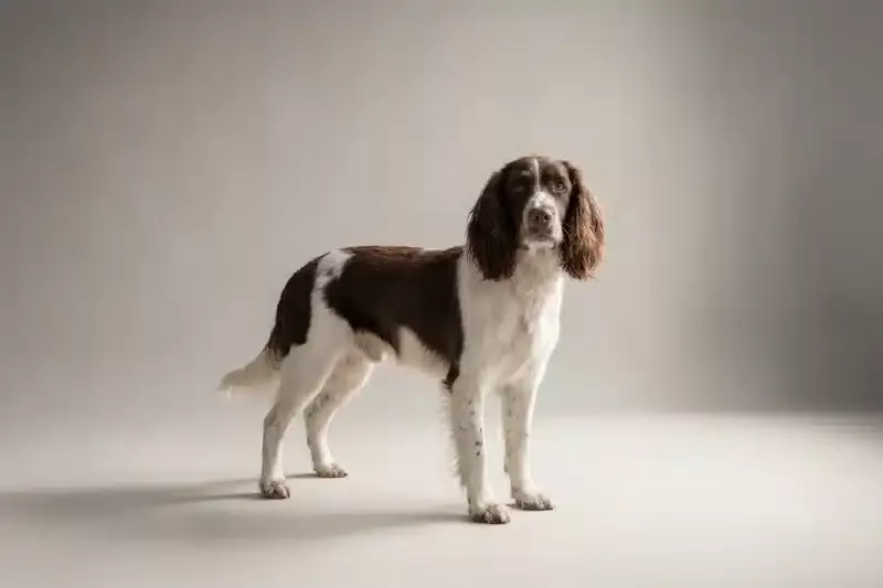 English Springer Spaniel Pet Insurance