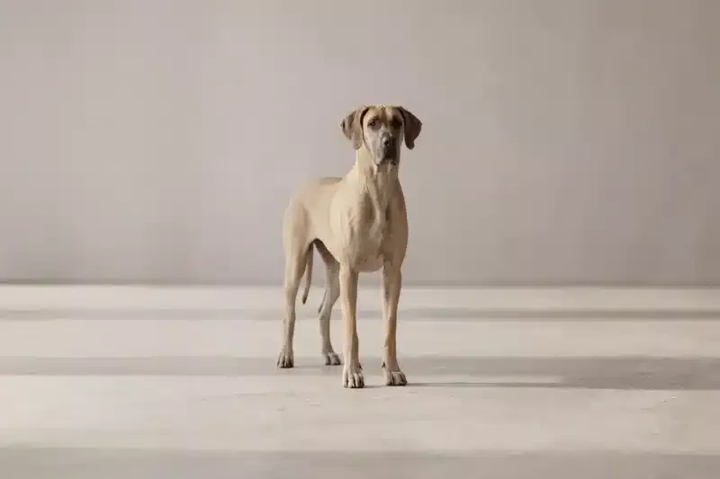 Great Dane Pet Insurance