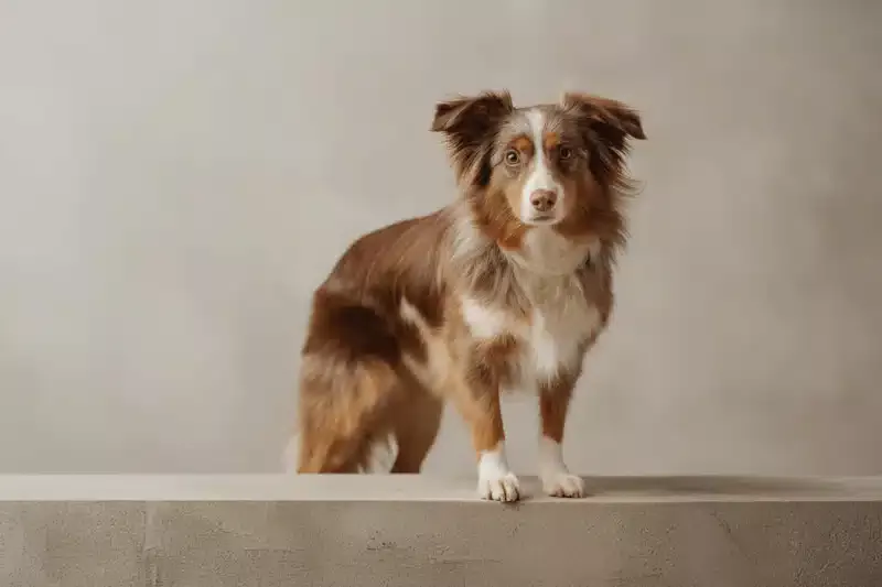 Miniature Australian Shepherd Pet Insurance