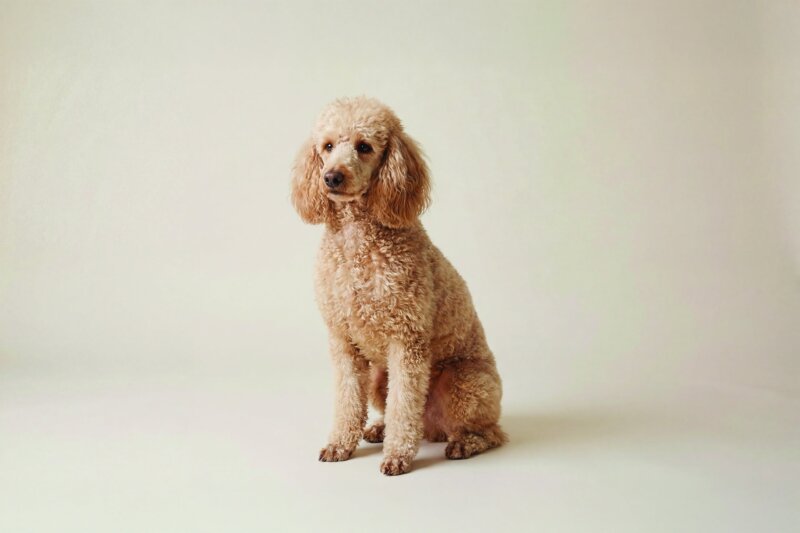 Standard Poodle Pet Insurance