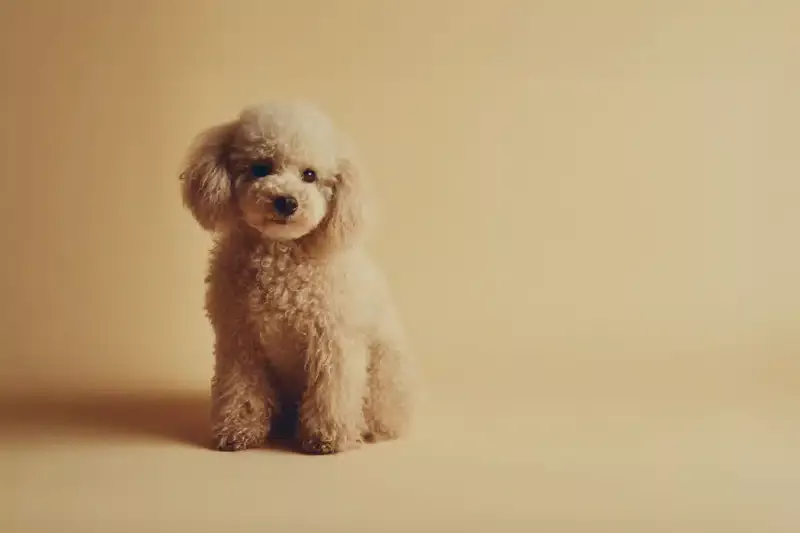 Toy Poodle Pet Insurance