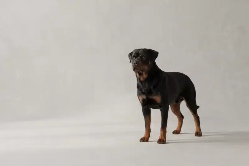 Rottweiler Pet Insurance