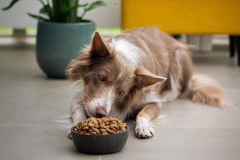 Everything You Need To Know About Dog Nutrition