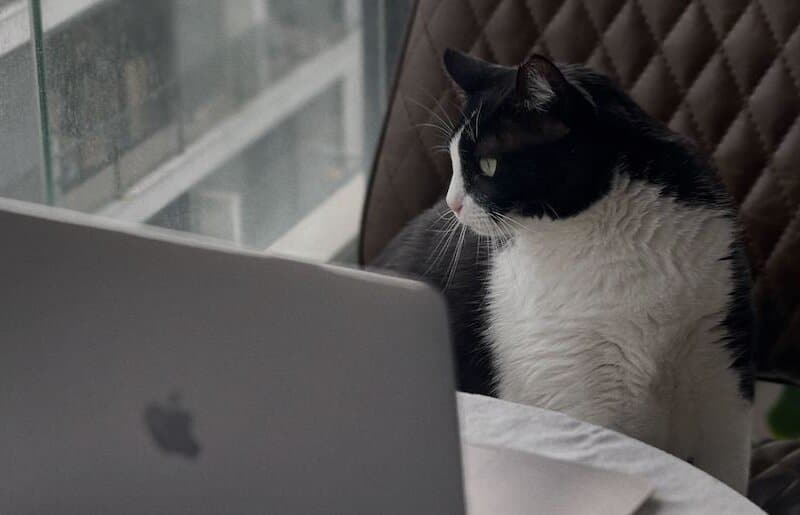 How to Buy Lemonade Pet Insurance